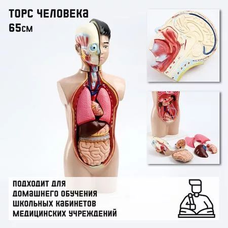Анатомическая модель «Макет торса человека»