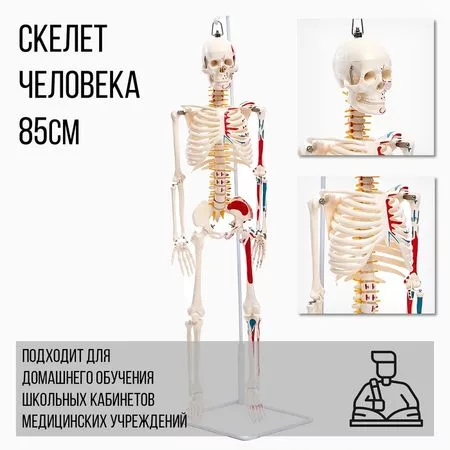 Анатомическая модель «Макет скелета взрослого человека»