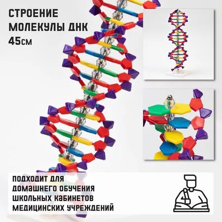 Анатомическая модель «Макет молекулы ДНК»