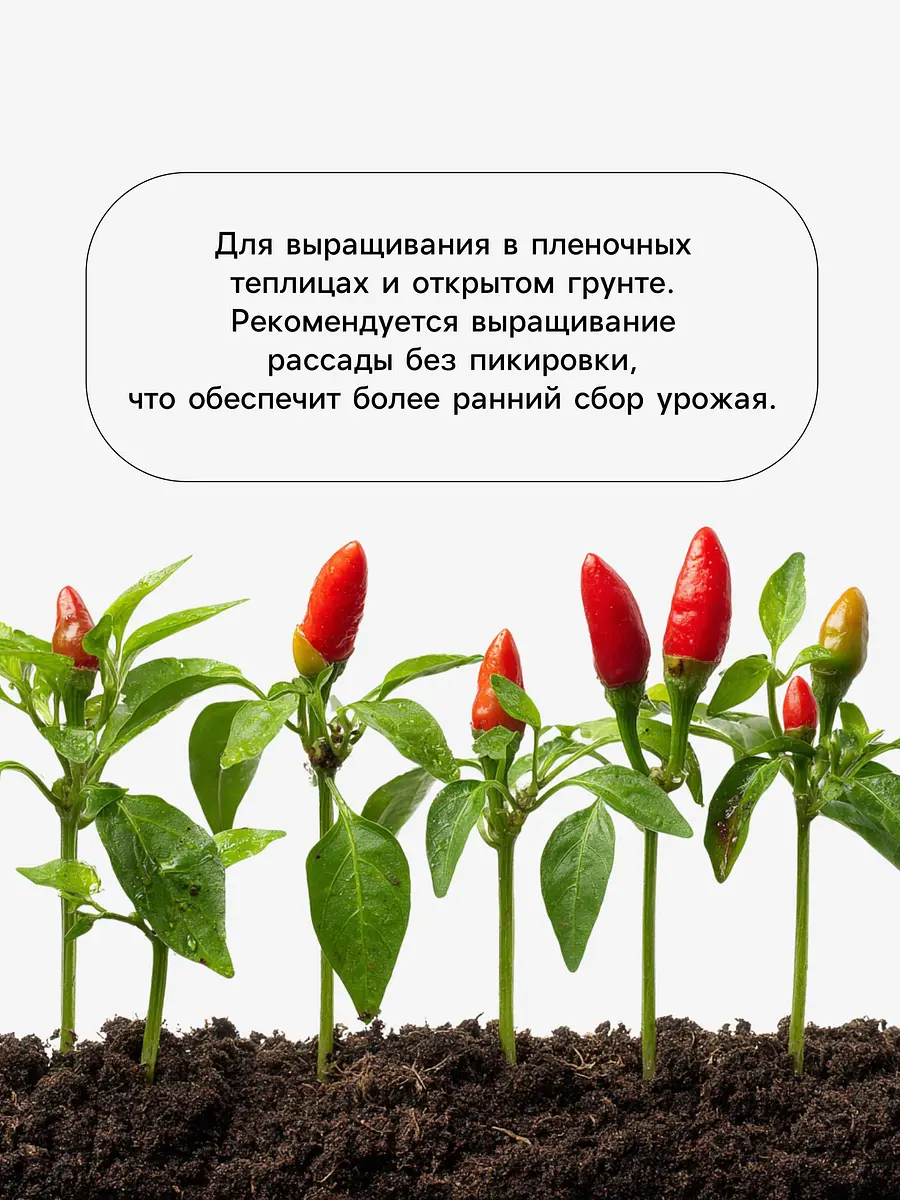 Семена перец — для огород — фото 4