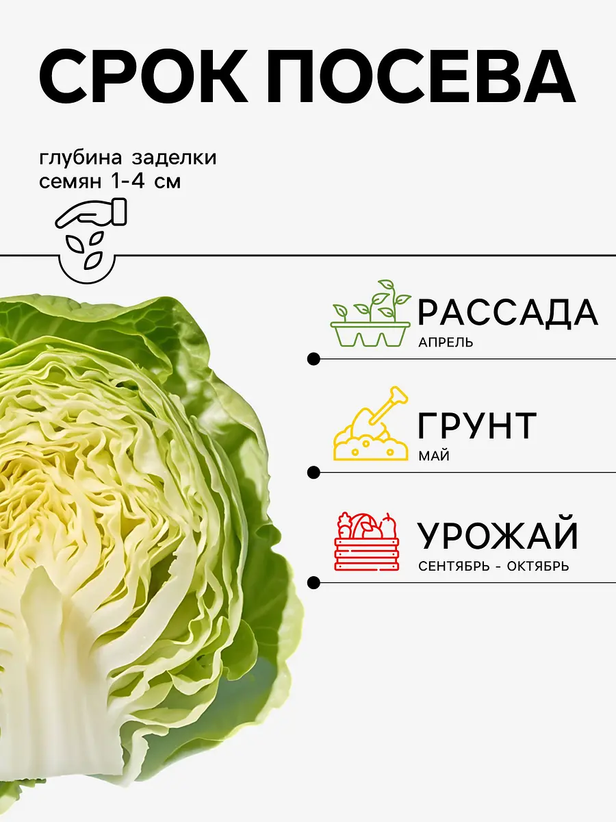 Семена капуста белокочанная — для огород — фото 2