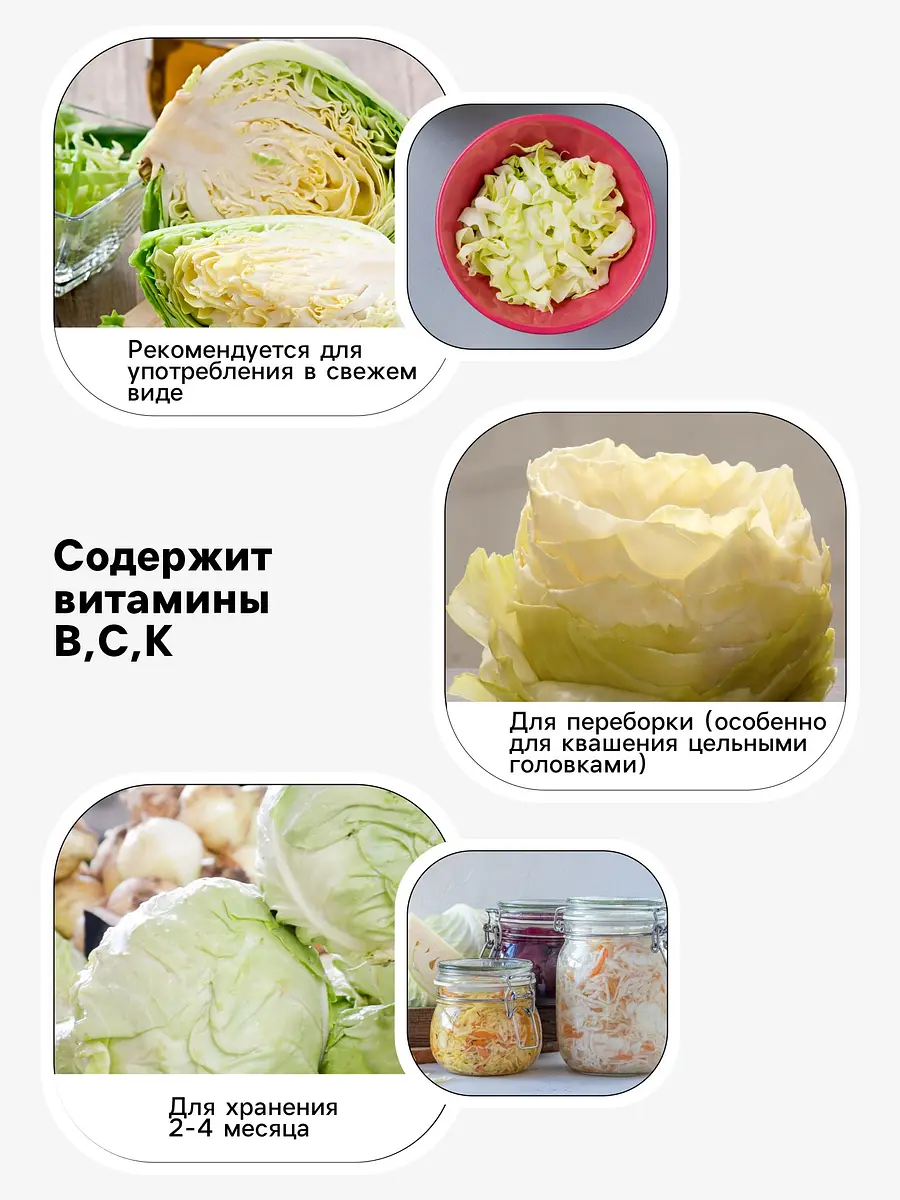 Семена капуста белокочанная — для огород — фото 3