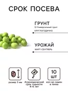 Семена Горох овощной сахарный «Оконный малыш» — для огород — фото 9