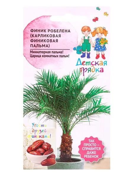 Семена Финик Робелена (Карликовая финиковая пальма) «Детская грядка» 5 шт. — для огород — фото 6