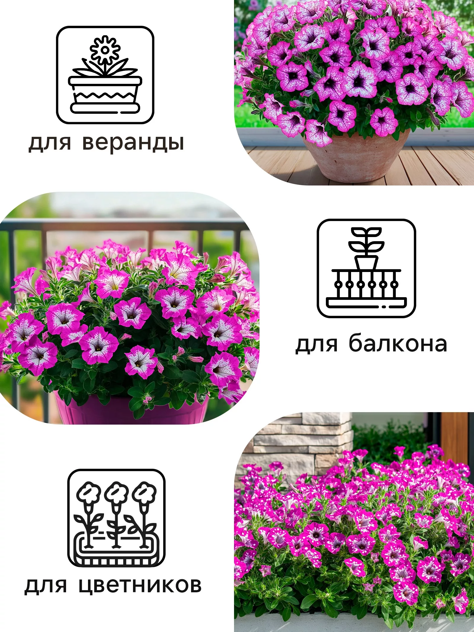 Семена цветов Петуния «Фиолетовый леопард» — для огород — фото 3