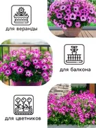 Семена цветов Петуния «Фиолетовый леопард» — для огород — фото 8