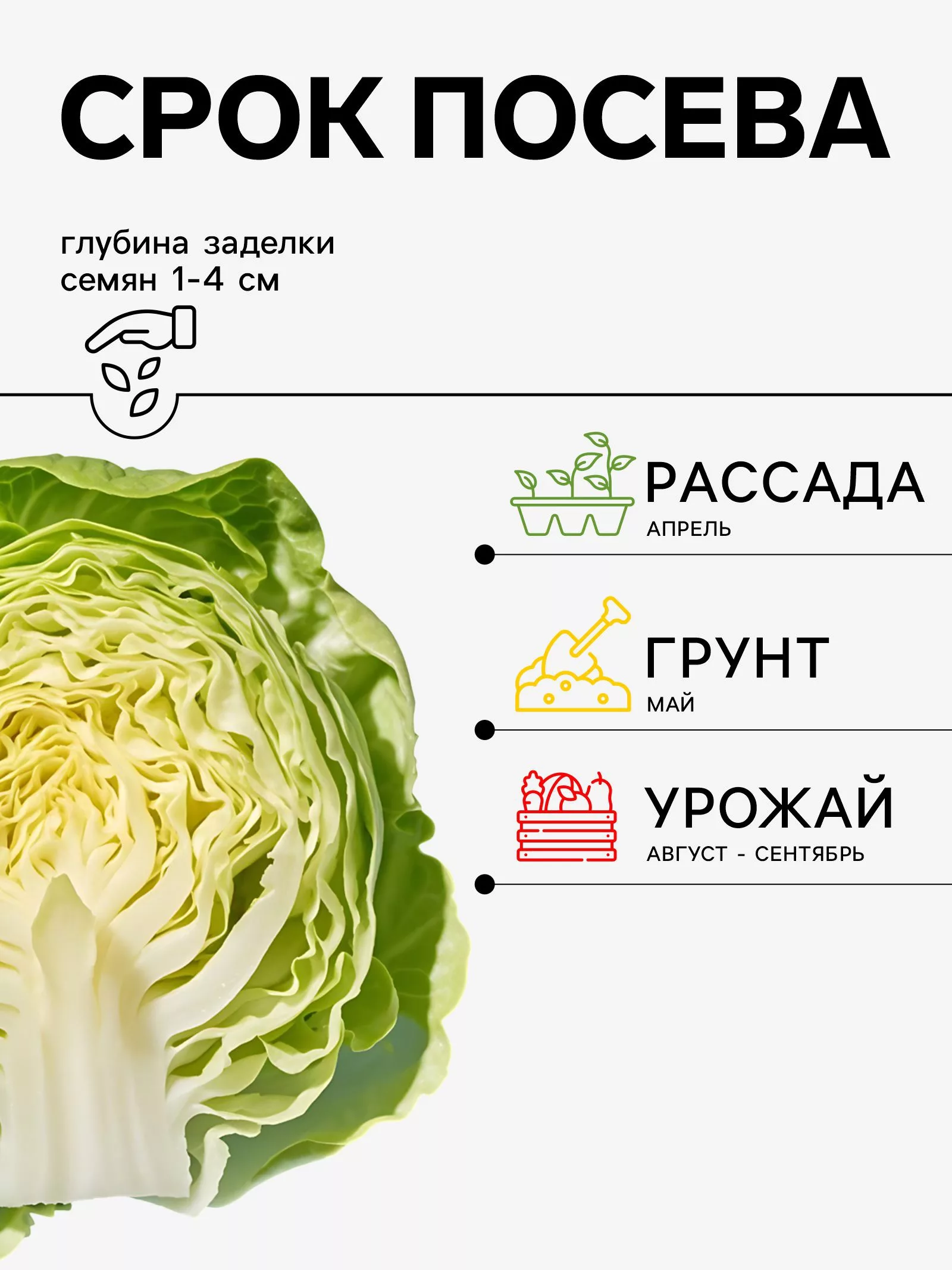 Семена Капуста белокочанная — для огород — фото 2