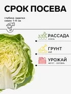 Семена Капуста белокочанная — для огород — фото 9