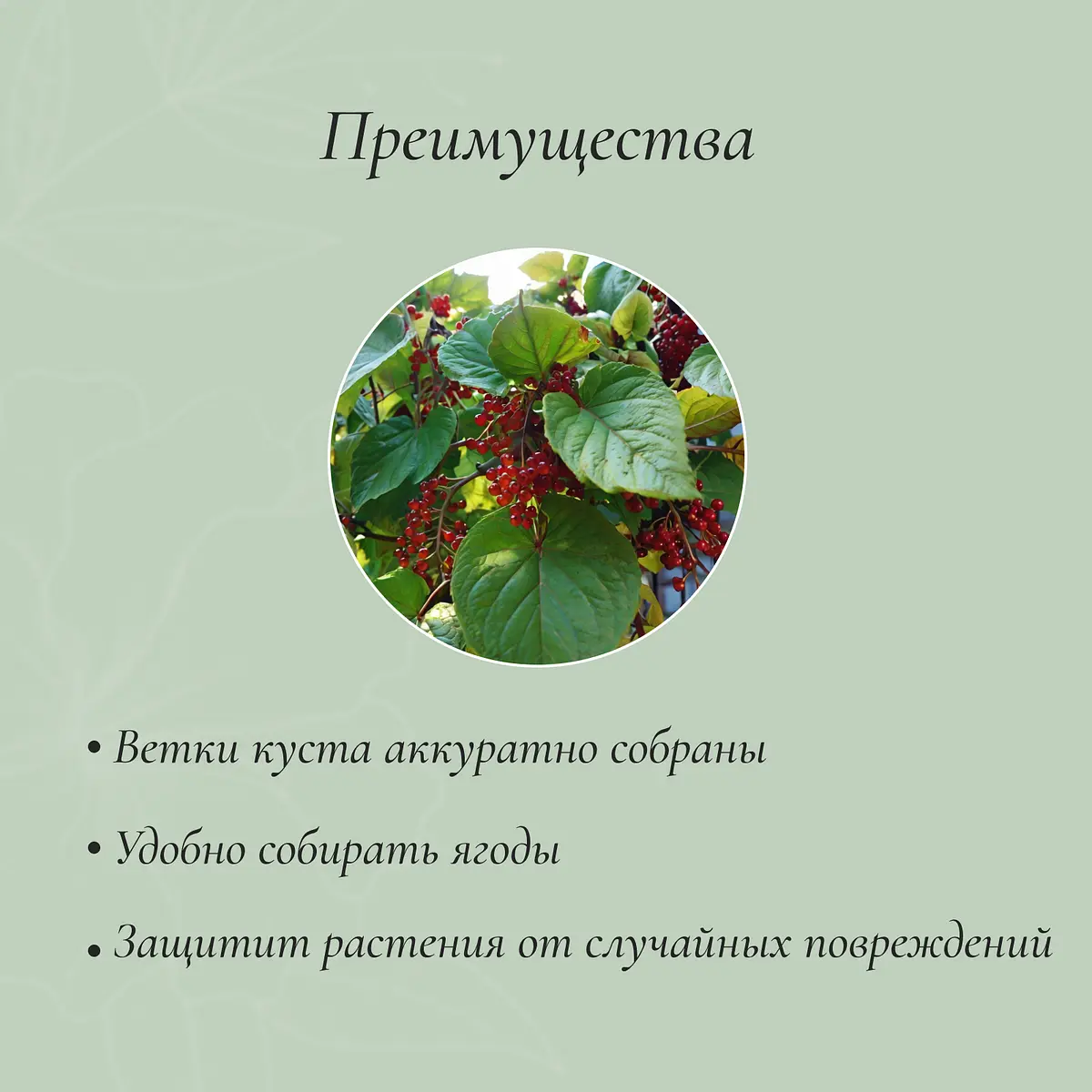 Кустодержатель — фото 3