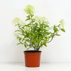 Гортензия метельчатая «Роял Флауэ» — для участок — фото 5