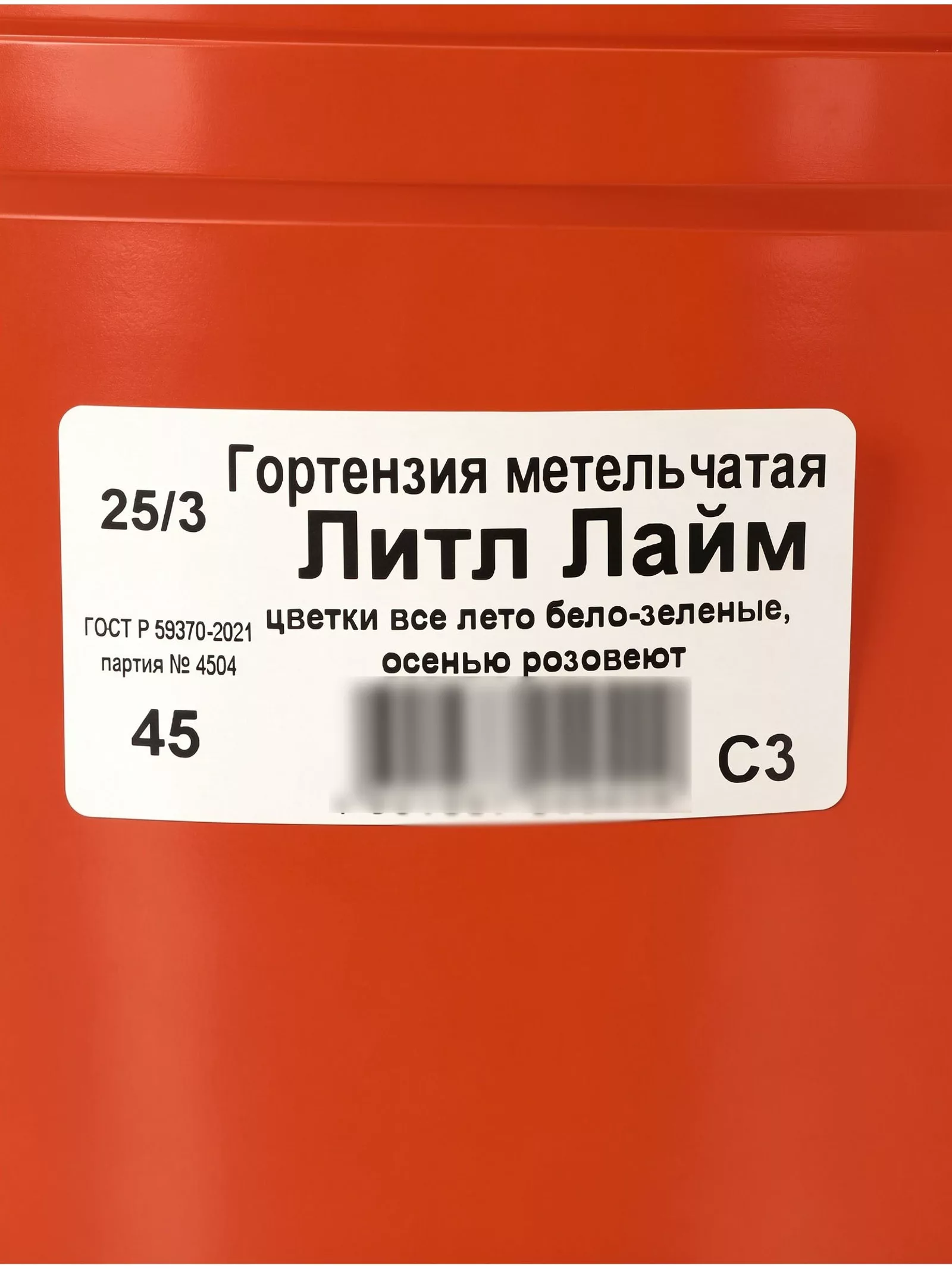 Гортензия метельчатая «Литл Лайм» — для огород — фото 2
