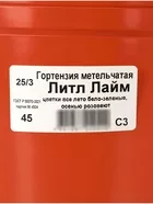 Гортензия метельчатая «Литл Лайм» — для огород — фото 5