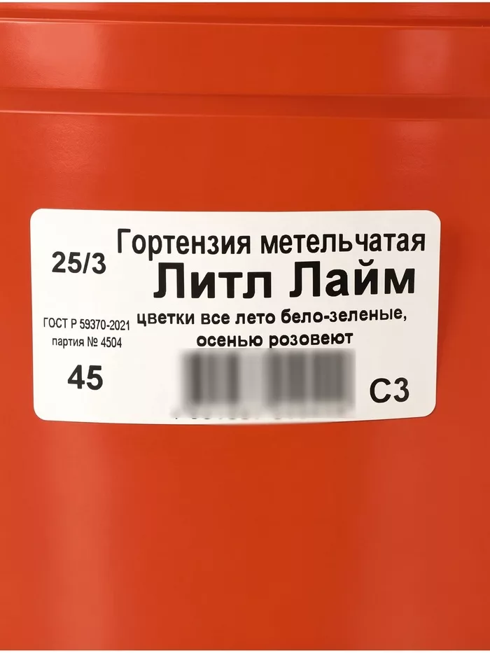 Гортензия метельчатая «Литл Лайм» — для огород — фото 7