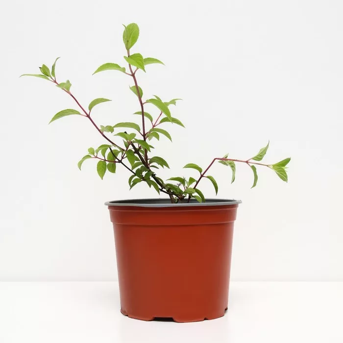 Гортензия метельчатая «Даймонд Руж» — фото 7