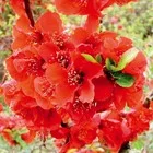 Айва великолепная «Файр Дэнс» — для полив — фото 4