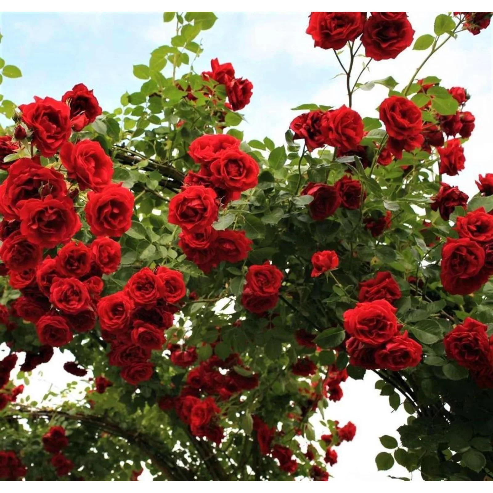 Роза плетистая «Симпати» — для полив