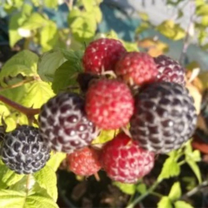 Малина черноплодная «Блэк Джуэл» — фото 2
