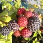 Малина черноплодная «Блэк Джуэл» — фото 4