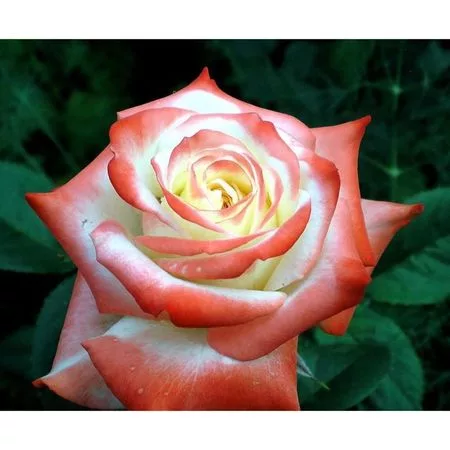 Роза чайно-гибридная «Императрица Фара»