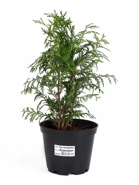 Туя западная «Вудварди»