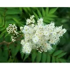 Рябинник рябинолистный — фото 4