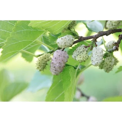 саженец 20-40 см — фото 6