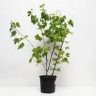 Смородина золотистая — фото 5