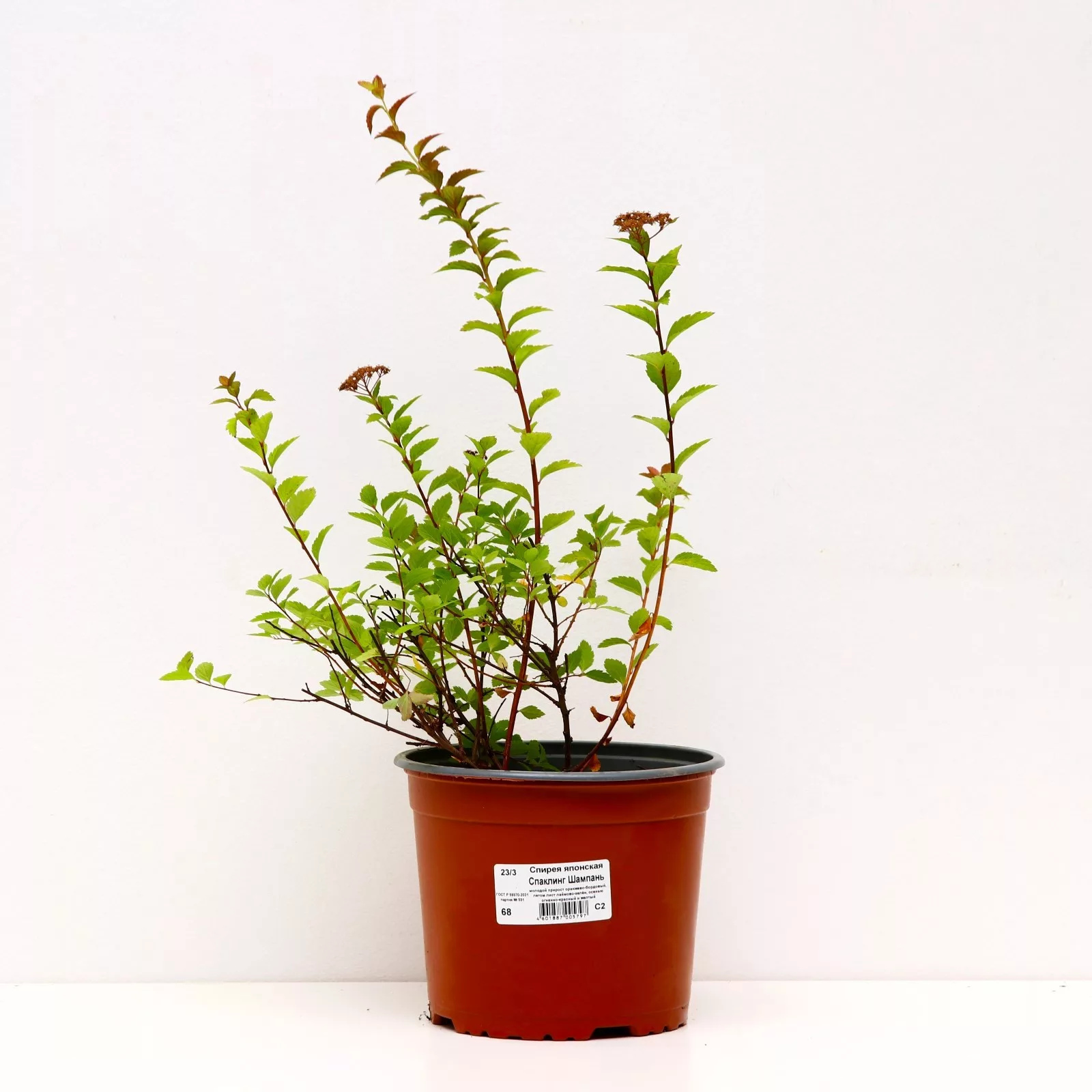 Спирея японская «Спаклинг Шампань» — для огород