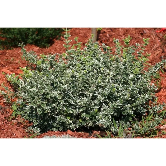 Бересклет Форчуна «Эмералд Гайети» — фото 3