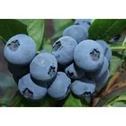 Голубика высокорослая «Бонус» — фото 4