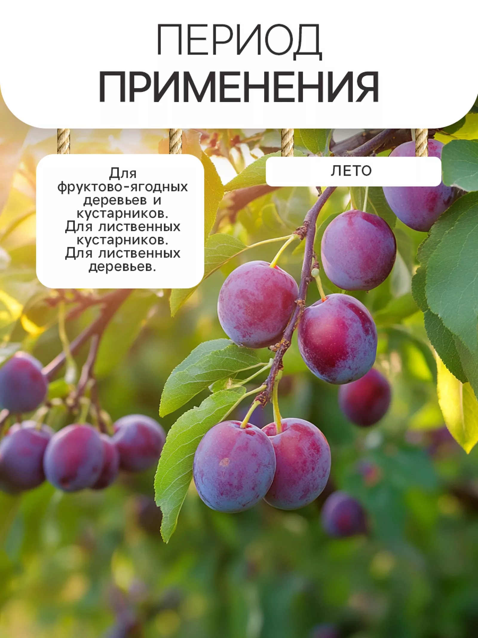 Гидрогель «Рецепты Дедушки Никиты» — для полив — фото 2