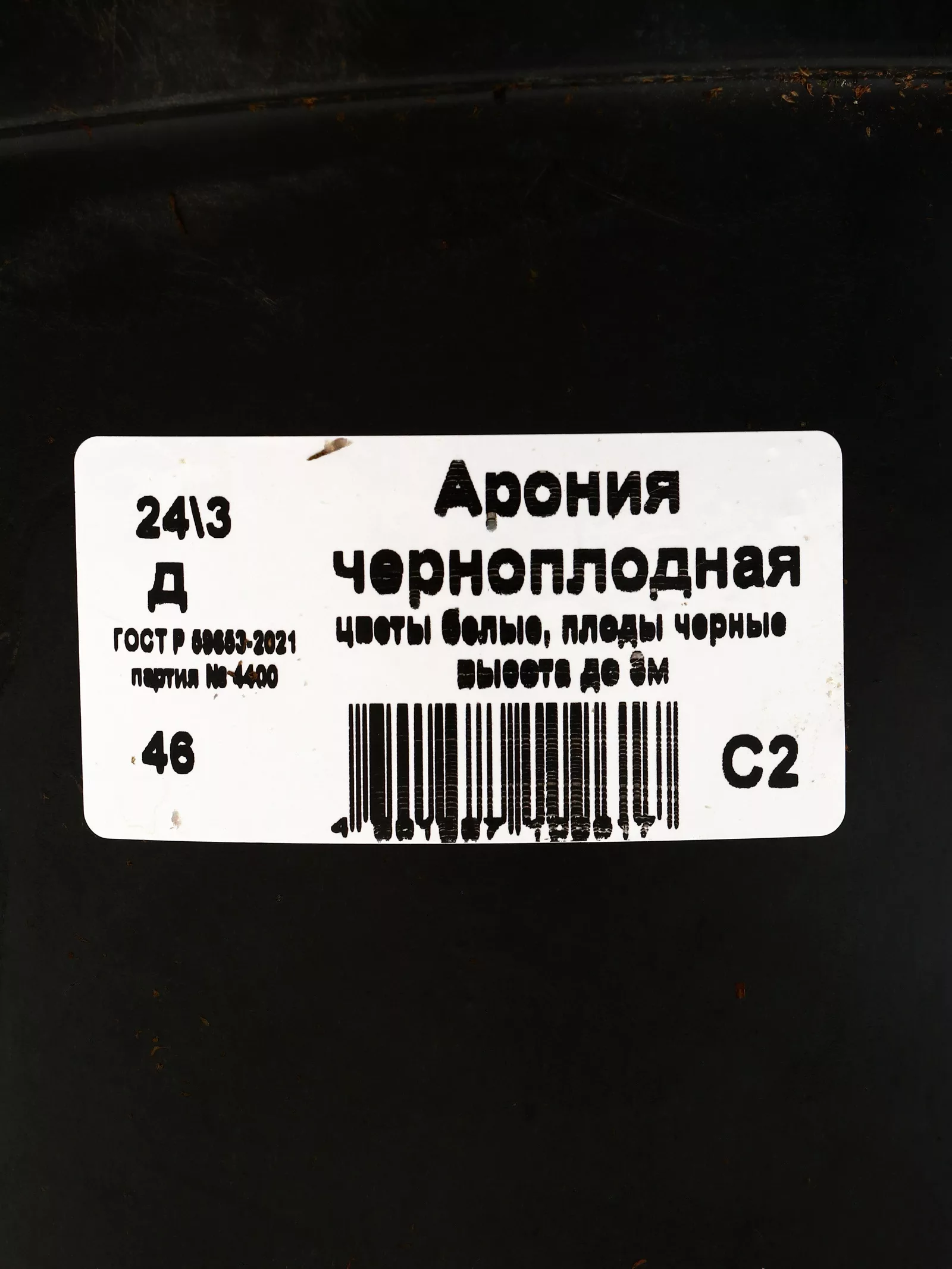 Арония черноплодная — для хранение — фото 2