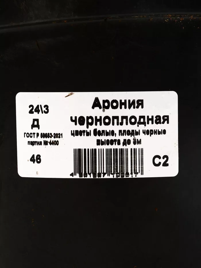 Арония черноплодная — для хранение — фото 7