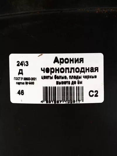 Арония черноплодная — для хранение — фото 8