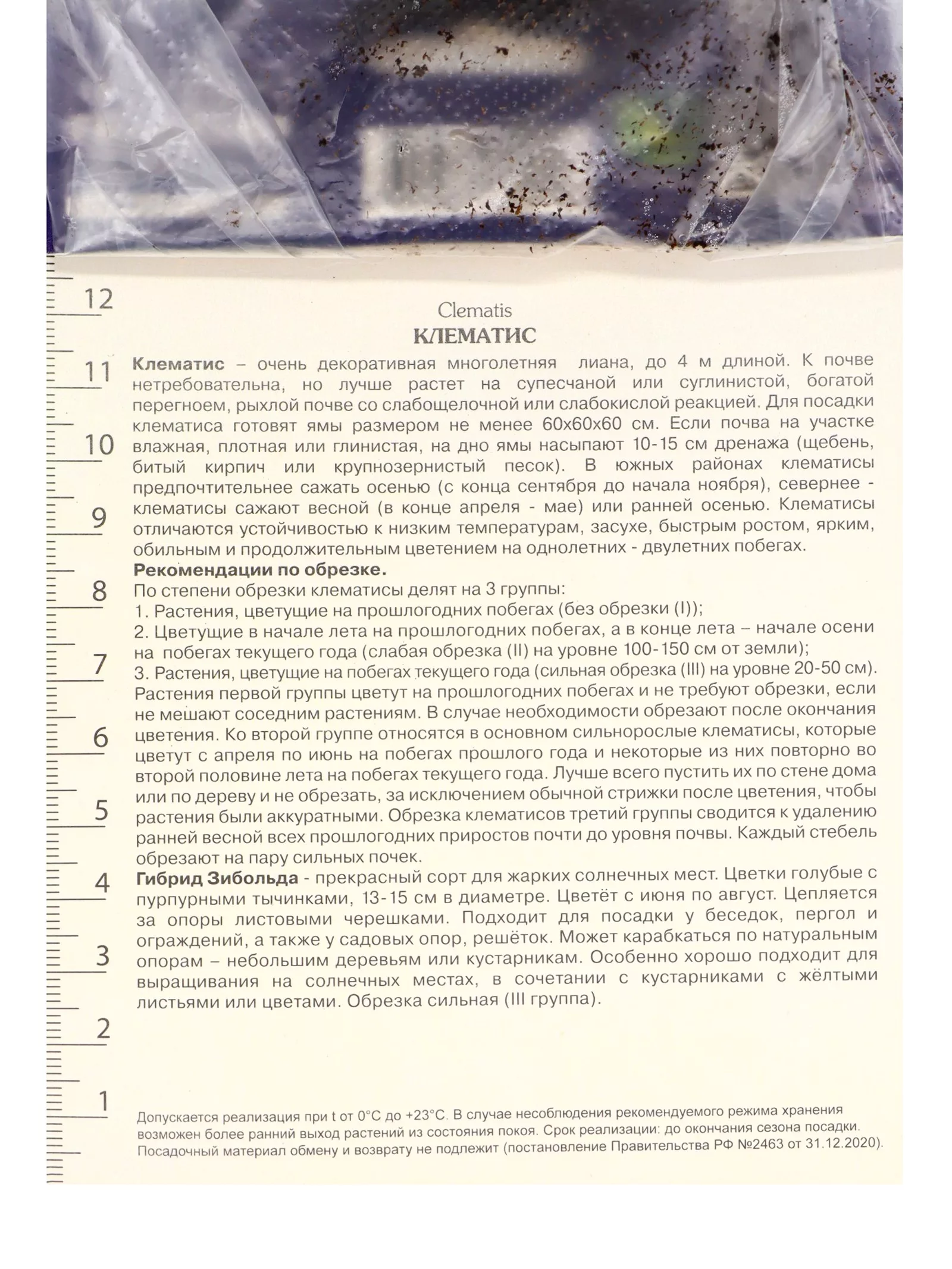 Клематис крупноцветковый «Гибрид Зибольда» — для участок — фото 3