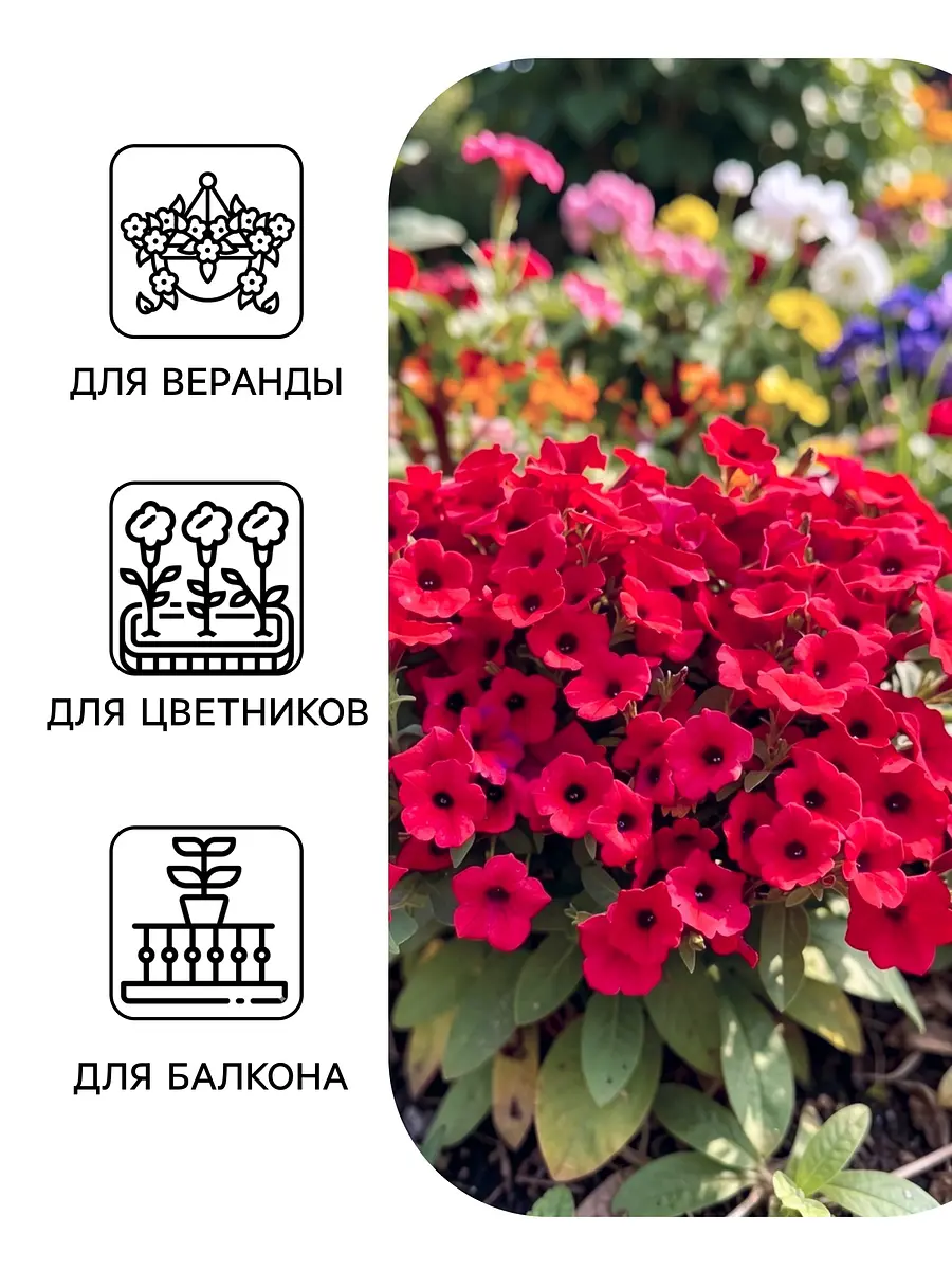Семена цветов петуния каскадная тайдал вейв парпл — для огород — фото 3