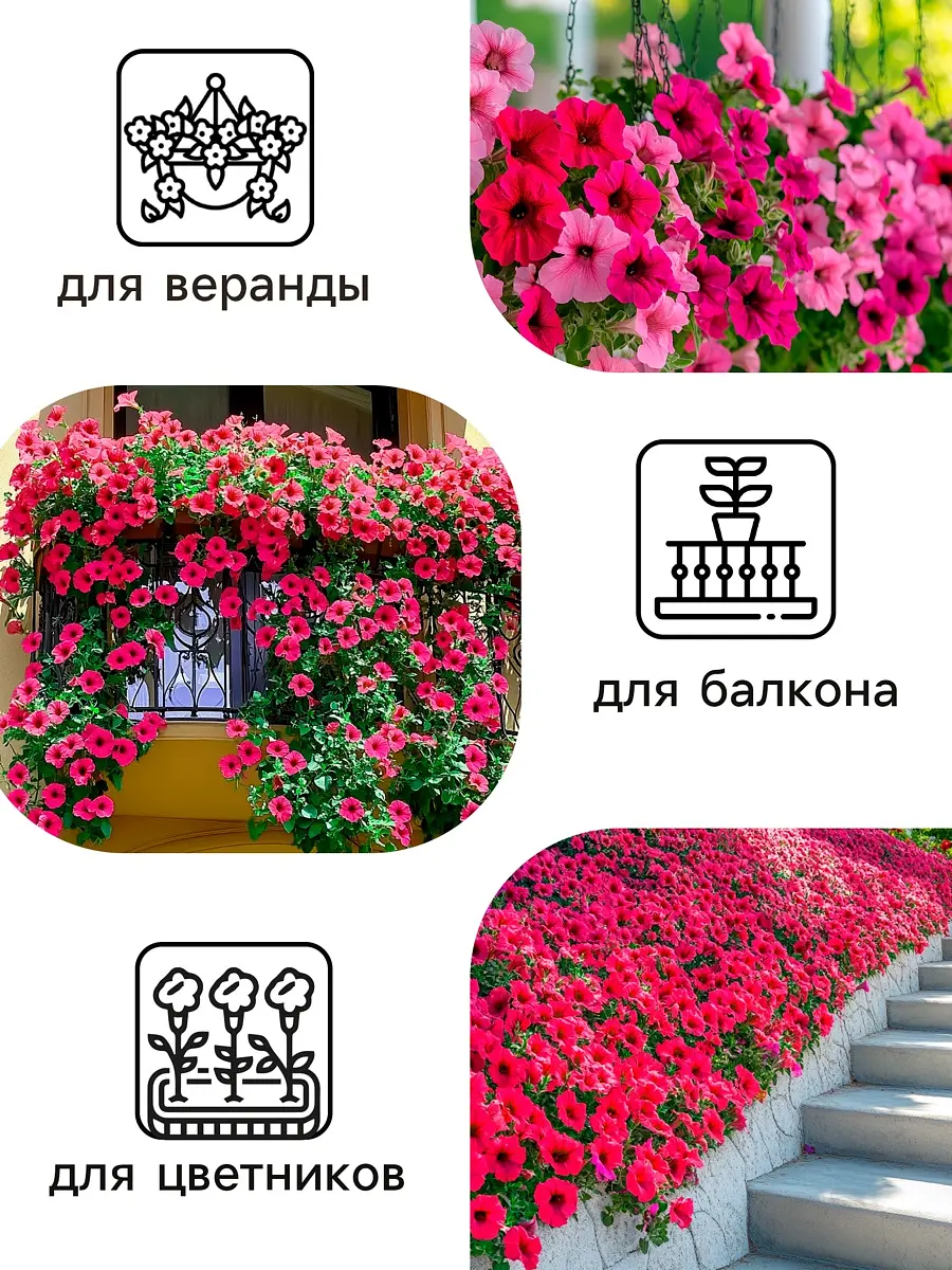 Семена цветов петуния — для огород — фото 3