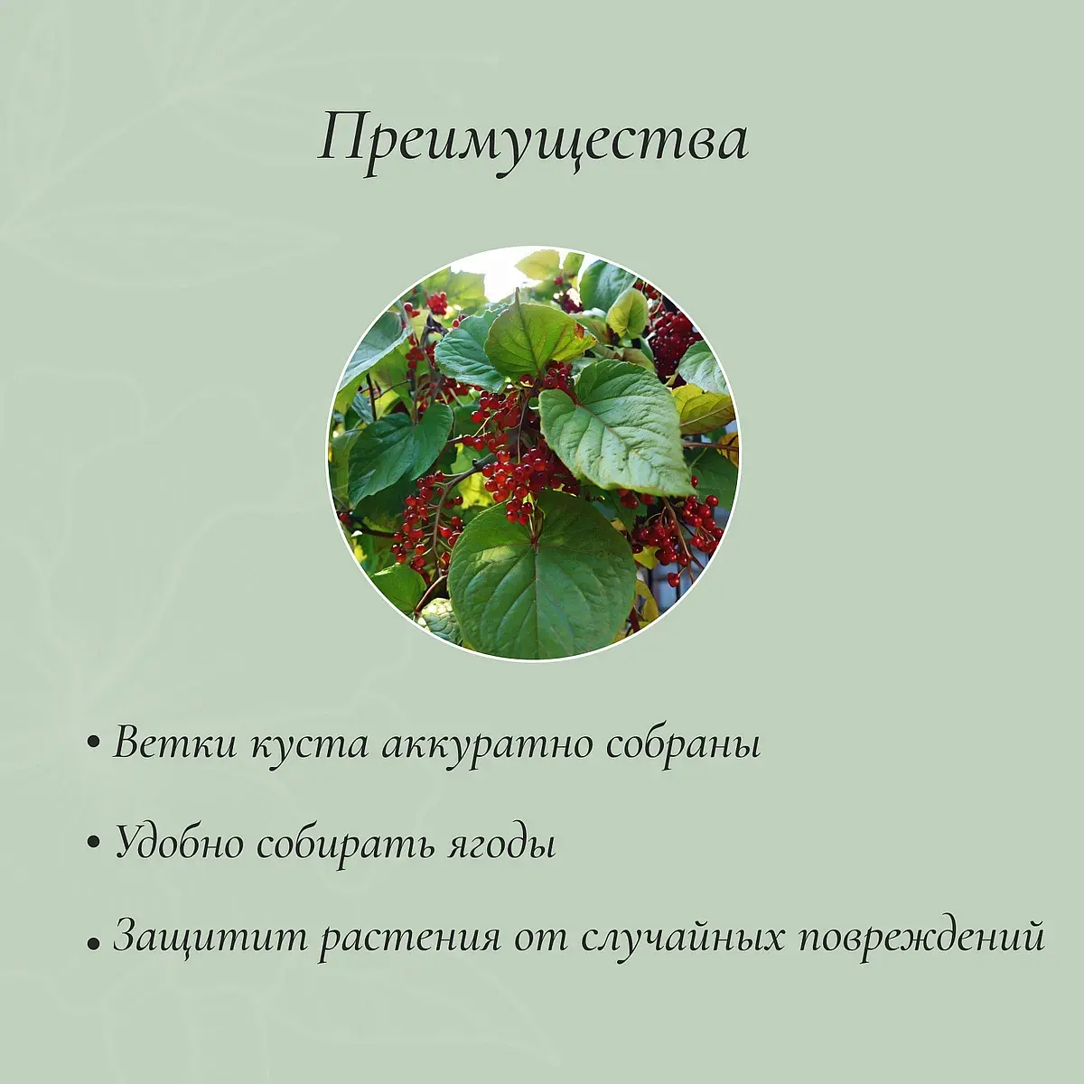 Кустодержатель — для огород — фото 3