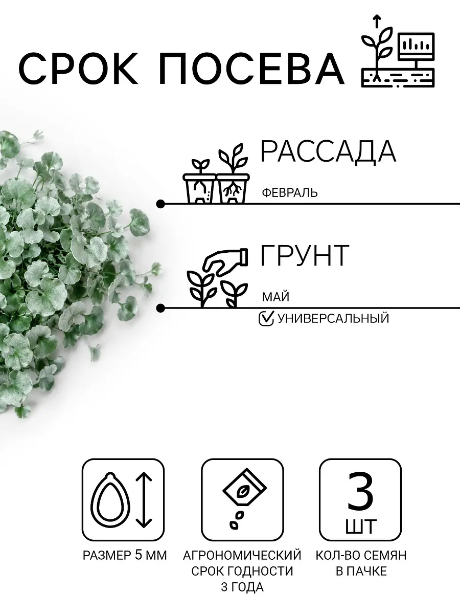Семена цветов дихондра — для огород — фото 3