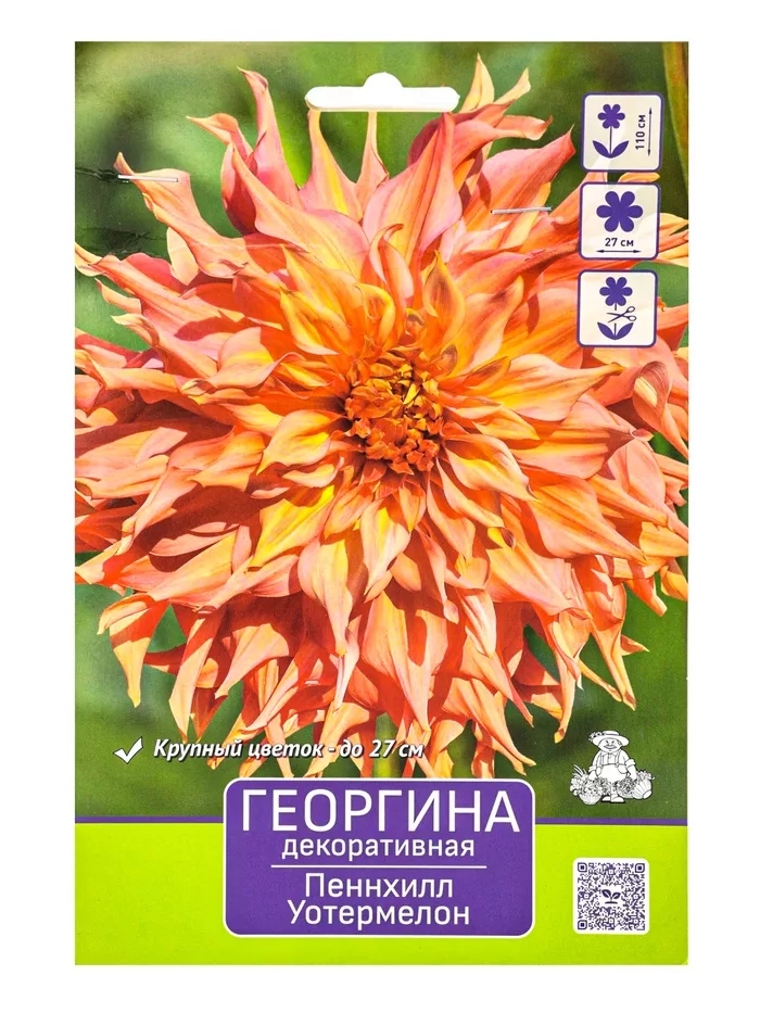 Георгина декоративная «Пеннхилл Уотермелон» — для огород — фото 5