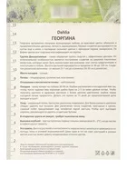 Георгина декоративная «Пеннхилл Уотермелон» — для огород — фото 8
