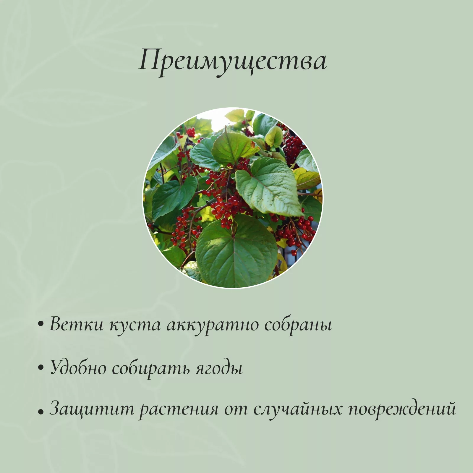 Кустодержатель — фото 3