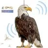 Отпугиватель птиц Пугало Прочный — для участок