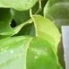 Чехол-сумка для ножниц Клещи Садовый инструмент для обрезки Сумка Защитный чехол — для инструмент