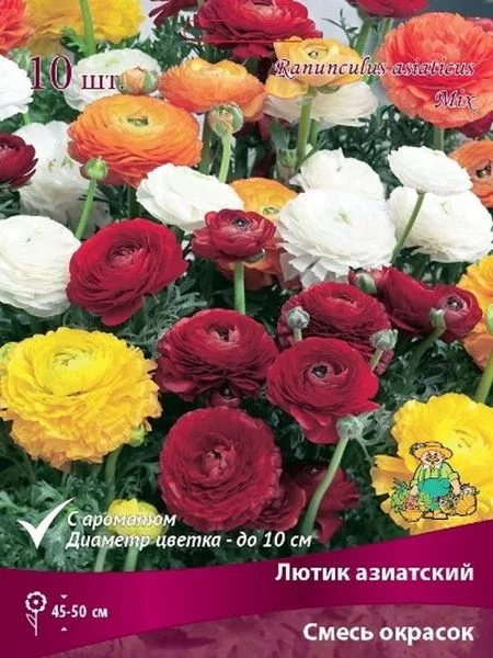 Лютик азиатский — для полив