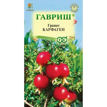 Семена Гавриш Гранат Карфаген (карликовый)x 5 шт — для огород