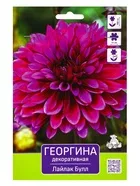 Георгина декоративная «Лайлак Булл» — для огород — фото 5