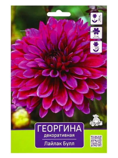 Георгина декоративная «Лайлак Булл» — для огород — фото 8