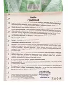 Георгина декоративная «Мюзетт» — для огород — фото 7