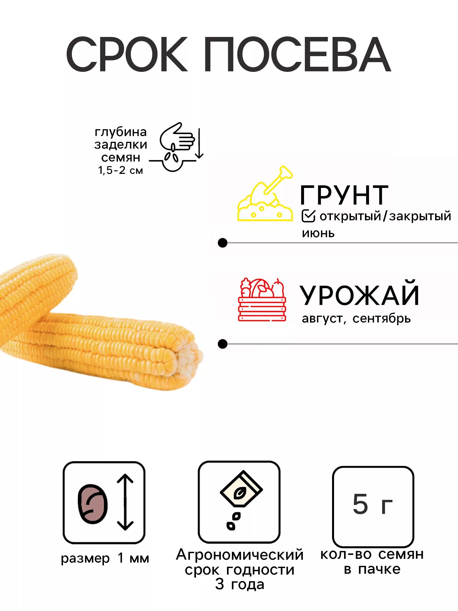 Семена Кукуруза сахарная «Ранняя лакомка 121» — для огород — фото 2